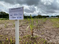 CETENE/MCTI COLABORA COM MATRIZEIRO DE CANA-DE-AÇÚCAR