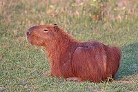 CNPEM/MCTI: INTESTINO DE CAPIVARAS GUARDA ENZIMAS VALIOSAS PARA BIOTECNOLOGIA