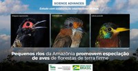 INPA/MCTI: ESTUDO MOSTRA QUE PEQUENOS RIOS AMAZÔNICOS INFLUENCIAM ESPECIAÇÃO DE AVES