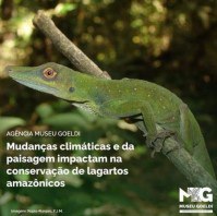 MPEG/MCTI: MUDANÇAS CLIMÁTICAS E DA PAISAGEM IMPACTAM NA CONSERVAÇÃO DE LAGARTOS AMAZÔNICOS