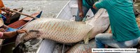 Manejo de pesca rendeu mais de R$ 3,5 milhões a comunidades do Médio Solimões em 2021