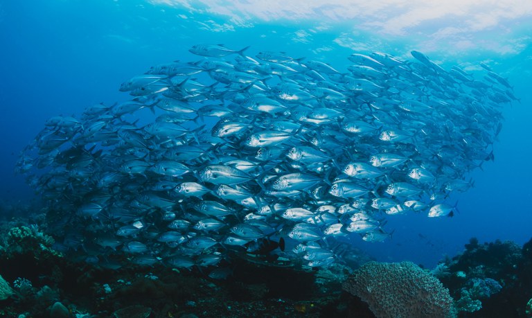 shoal-of-fish-underwater.jpg
