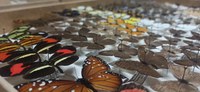 Doação do INMA contribui para recompor coleção de insetos do Museu Nacional