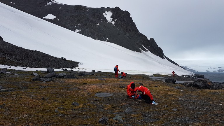 1Estudo do efeito do aquecimento na Peninsula Antártica sobre campo de musgos.jpg