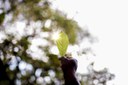 closeup-shot-male-s-hand-holding-green-leaf-with-blurred-background_181624-4407.jpg