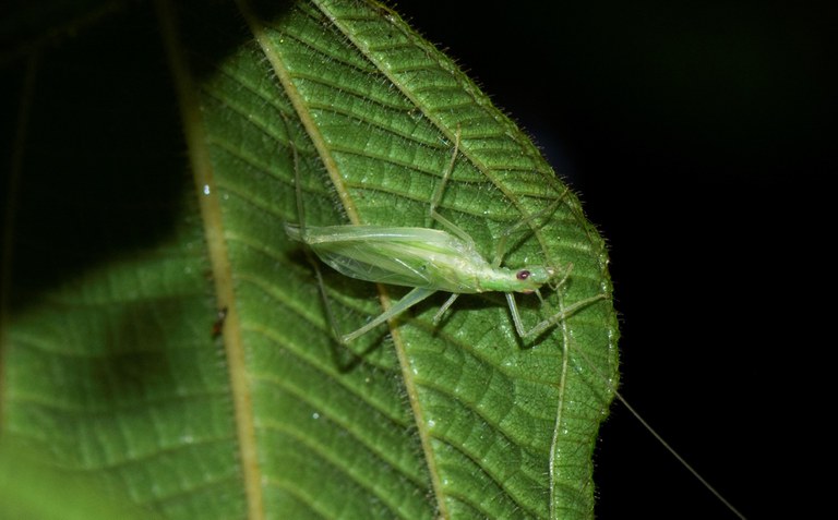 Researchers from the Mamirawa Institute have discovered two new insect species in the Amazon region – Ministry of Science, Technology and Innovation