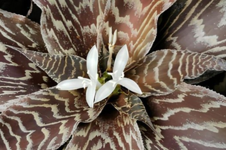 Bromelia_cetene.png