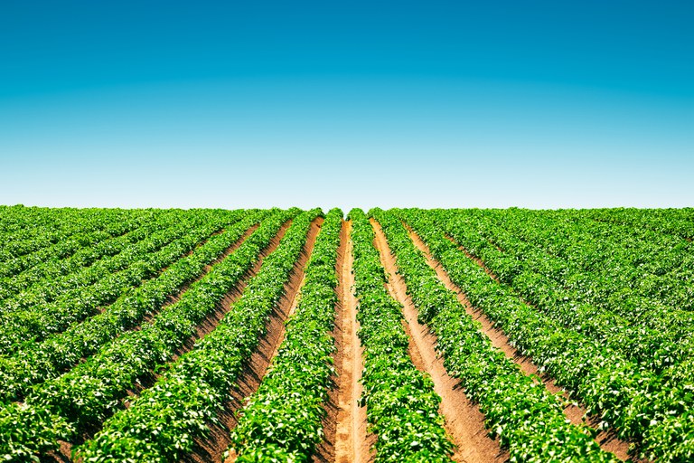 agricultural-field-with-even-rows-of-potato-2023-11-27-04-51-17-utc.jpg