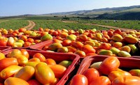 Bônus do PGPAF inclui tomate da Bahia e Piauí no mês de agosto