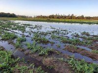 Governo Federal libera quase R$ 2 bilhões em crédito extraordinário para produtores rurais gaúchos