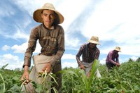 Juventude no Campo: O Futuro da Agricultura Familiar no Brasil