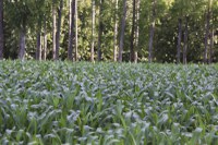 Dia Nacional da Agroecologia: Um modelo de produção e uma escolha de vida