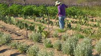 Imóveis rurais de grandes devedores da União já podem ser destinados à reforma agrária