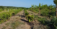 Dia Mundial do Solo: A agricultura familiar como base da sustentabilidade e da vida no campo