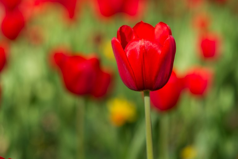 Tulipa símbolo da doença de Parkinson passa a ser conhecida pelo nome do médico que descreveu a enfermidade