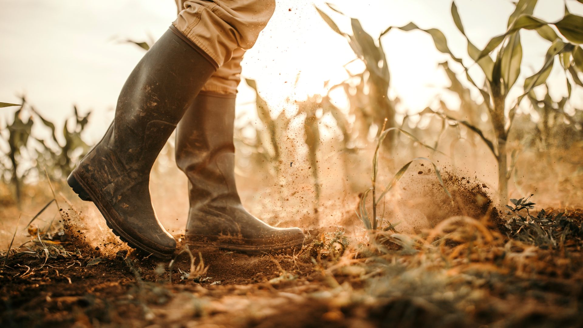 A imagem mostra uma pessoa caminhando em um campo com botas de borracha. O chão está seco e poeira se levanta conforme a pessoa caminha, sugerindo um ambiente rural ou agrícola. Ao fundo, há plantas, possivelmente de milho, que indicam uma plantação. A luz do sol ao entardecer ou amanhecer ilumina a cena, criando um efeito dourado e quente. A imagem transmite uma sensação de trabalho rural e conexão com a terra.