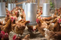 Certificado digital facilita exportações de carne de aves para a União Europeia