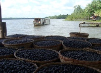 Aviso de licitação busca contratação de serviços técnicos para açaí manejado no Amapá