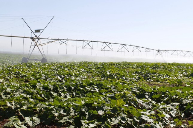 Agricultura irrigada