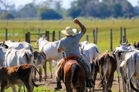 Linha de crédito vai disponibilizar R$ 180,5 milhões do FCO para fomentar atividades econômicas no Pantanal