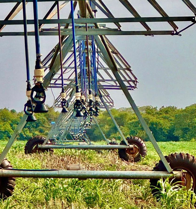 Sistema de irrigação ajuda no trabalho dos produtores rurais. (Foto: Divulgação)