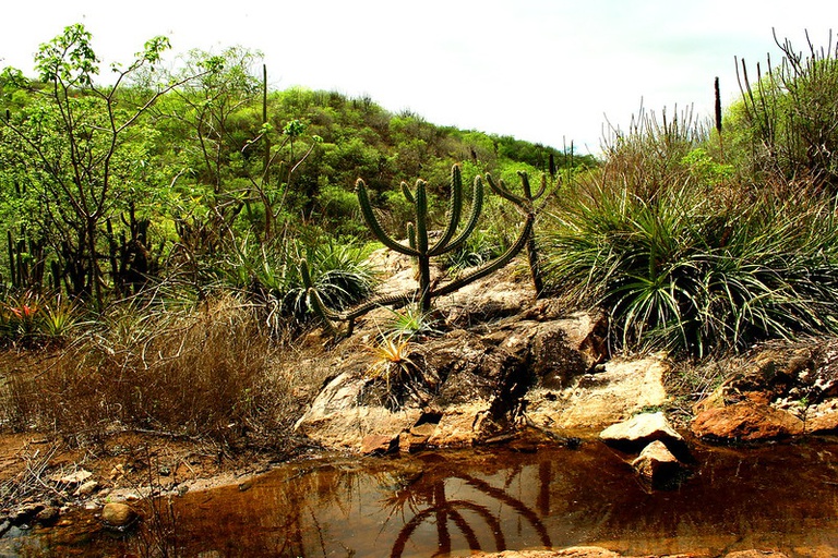 caatinga