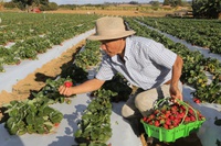 Nordeste ganha incentivo para produção de mel, leite, cacau, pescado e fruticultura