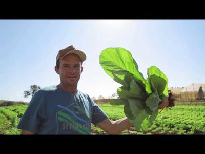 Mercado garantido e preço justo mantêm agricultores familiares no campo