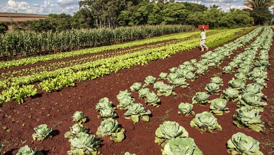 agricultura