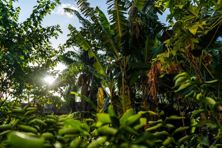 agric_urb_recife_DSC9087.jpg