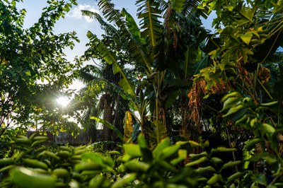 agric_urb_recife_DSC9087.jpg