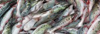 Brasil fecha o cerco contra a pesca ilegal