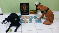 Cães ajudam Força Nacional a apreender drogas na fronteira