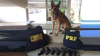 Cão treinado impede entrada de armas do Paraguai