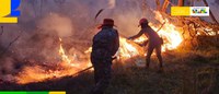 Características dos biomas exigem diferentes estratégias para combater incêndios florestais