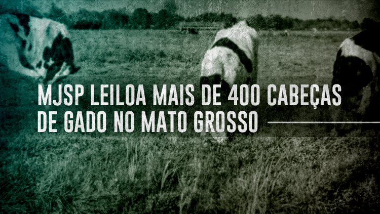 Ministério da Justiça e Segurança Pública leiloa mais de 400 cabeças de gado no MT.png