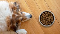 Senacon determina recall imediato de petiscos da Bassar Pet Food