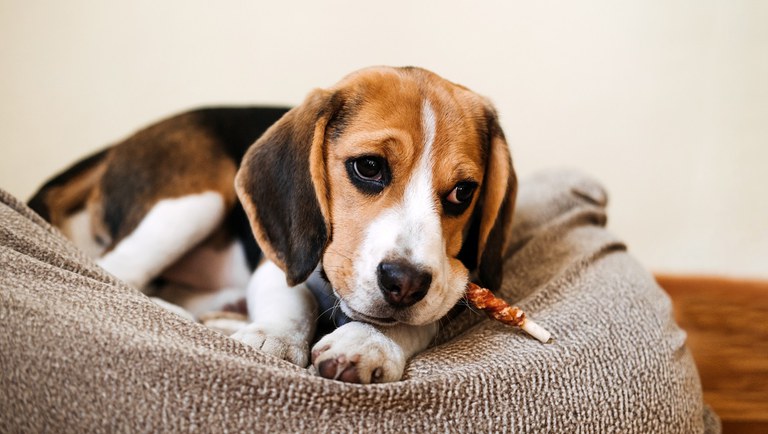 dog-snack-chewing-sticks-for-puppies-beagle-puppy-2021-09-02-02-47-32-utc.jpg