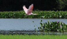 Pantanal-creditoZigKoch-legendaParqueNacionalPantanalMatogrossense.jpeg