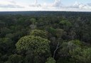 Torre de observação do Museu da Amazônia, em Manaus. Foto: MMA