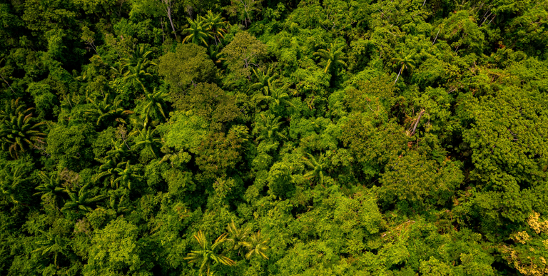 alta floresta MT.png