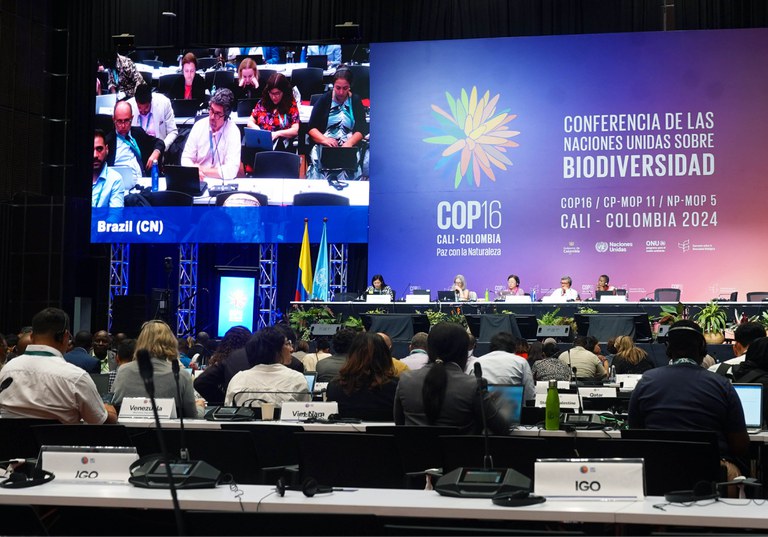 Plenária da COP16 da Biodiversidade, em Cali, na Colômbia. Foto: MMA