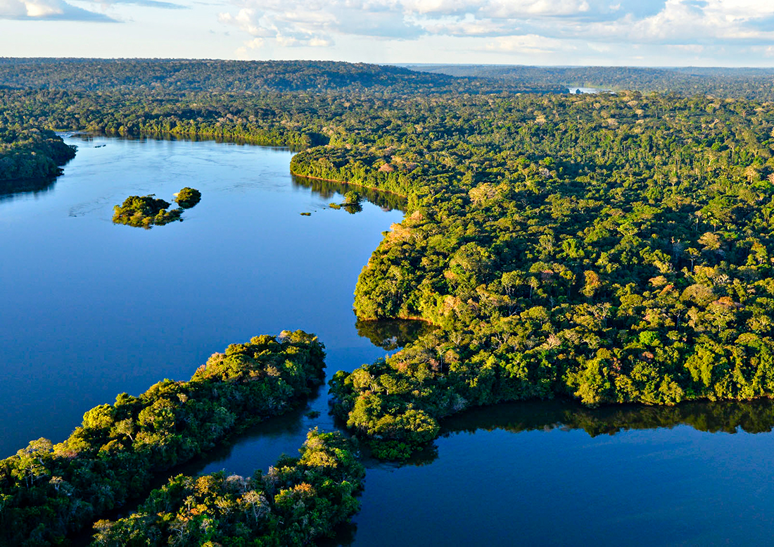 Clima e Vegetação Do Brasil, PDF, Floresta Amazônica