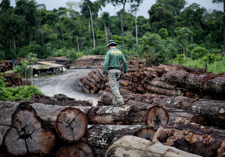 Ibama combate desmatamento ilegal na Terra Indígena Pirititi, Roraima. Foto: Ibama