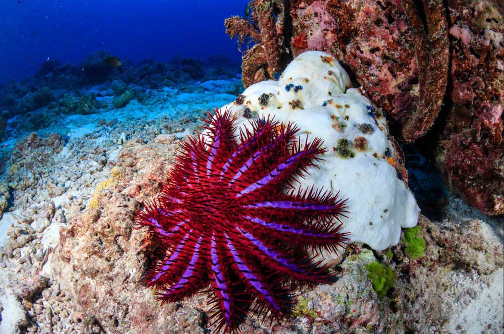 Coroa-de-espinhos (Acanthaster planci), espécie exótica invasora presente no litoral brasileiro. Crédito: Richard Whitcombe