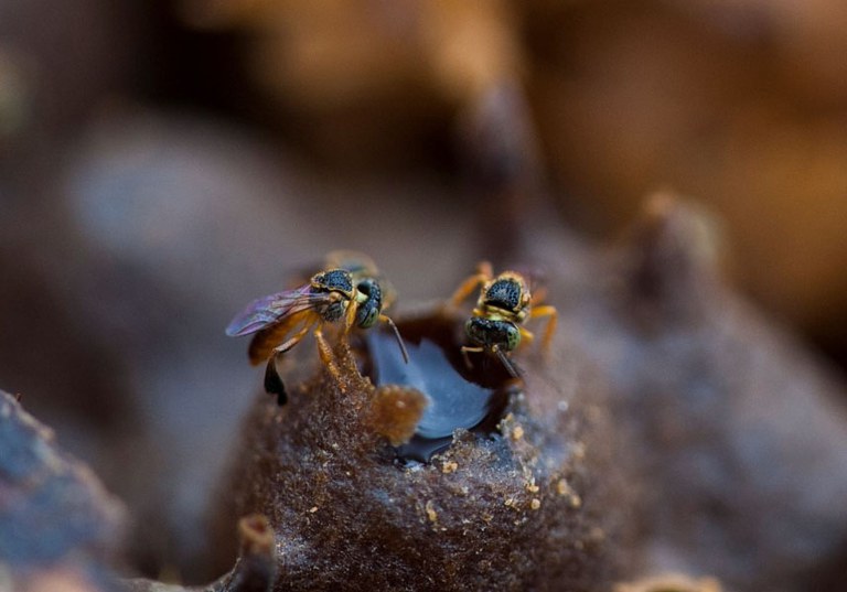 Agrotóxicos à base de tiametoxam são tóxicos para abelhas. Foto: Léo Ramos Chaves/Pesquisa Fapesp