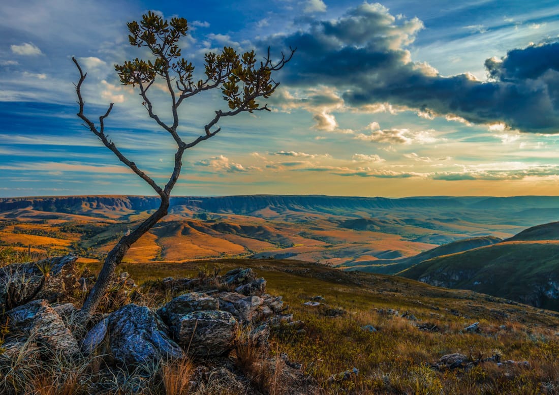 MMA realiza o Seminário Técnico-Científico de Análise de Dados do  Desmatamento e das Queimadas no Cerrado — Ministério do Meio Ambiente e  Mudança do Clima