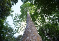 Amazônia tem floresta em recuperação do tamanho da Tunísia