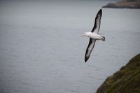 Hoje é o Dia Mundial do Albatroz