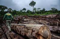 Ibama aplicou mais de R$ 45 milhões em multa por exploração florestal e transporte de madeira ilegal no Mato Grosso